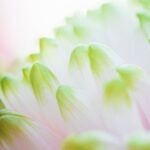 Huidige afbeelding: Liefde voorbij de dood