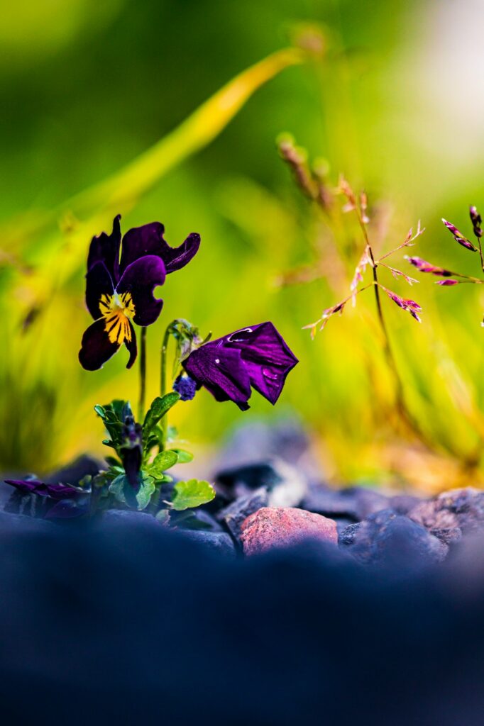 De huidige afbeelding heeft geen alternatieve tekst. De bestandsnaam is: P-D26-170109-R1A1-2785-KLU.jpg